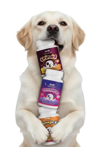 Dog Image